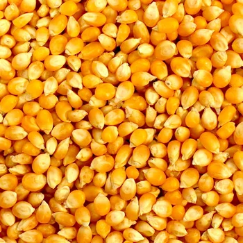 
yellow maize 