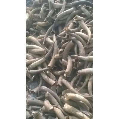 Хорошее качество, рога бычьей коровы и рога буйвола, доступны для продажи