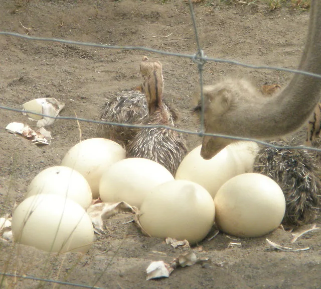 Fertilized Ostrich Eggs Ostrich Chicks and mature ostrich for sales