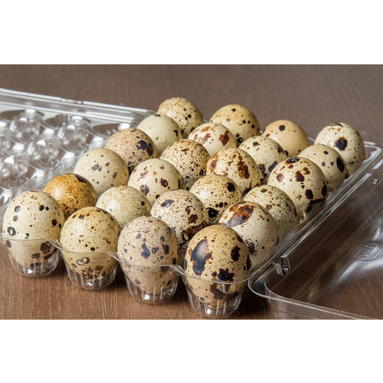 Available Fresh Quail Eggs
