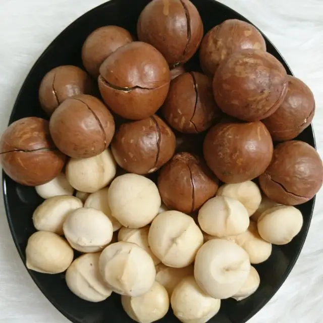 Wholesale top grade macadamia nuts with shell high quality macadamia nuts from Vietnam