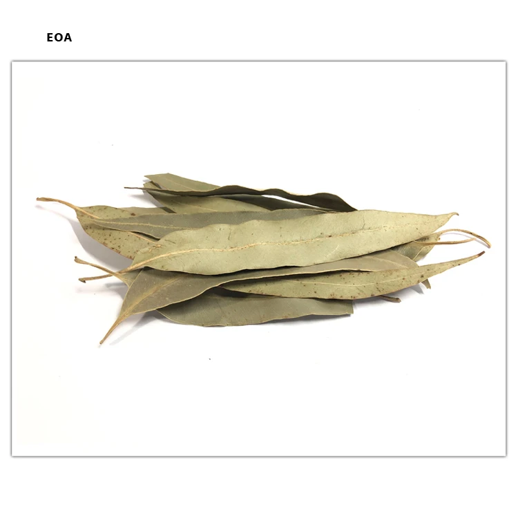 Best Quality Food Grade Whole Leaf Dried Organic Eucalyptus Leaf