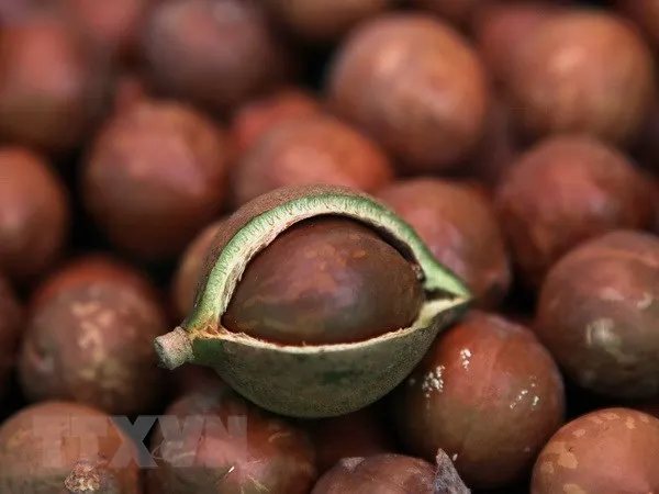 Лучшая цена макадамия (мисс Деми: WhatsApp + 84961 733 400)