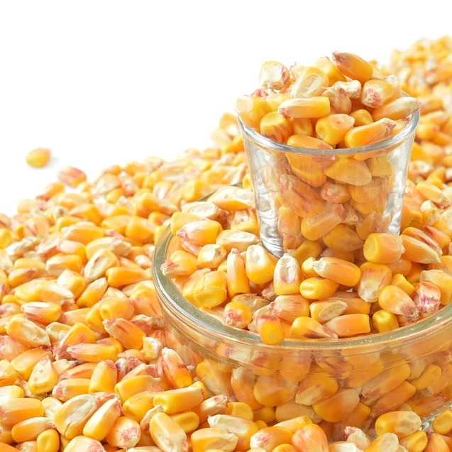 Buy Premium Quality Maize in Bulk from Direct Supplier Non GMO Maize