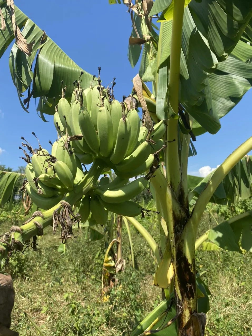 Newest Style Type Fruit Chips Max Dragon Gift Red Vacuum Pac Bulk Storage Packing Room Packaging Air Color Freight Powder Weight