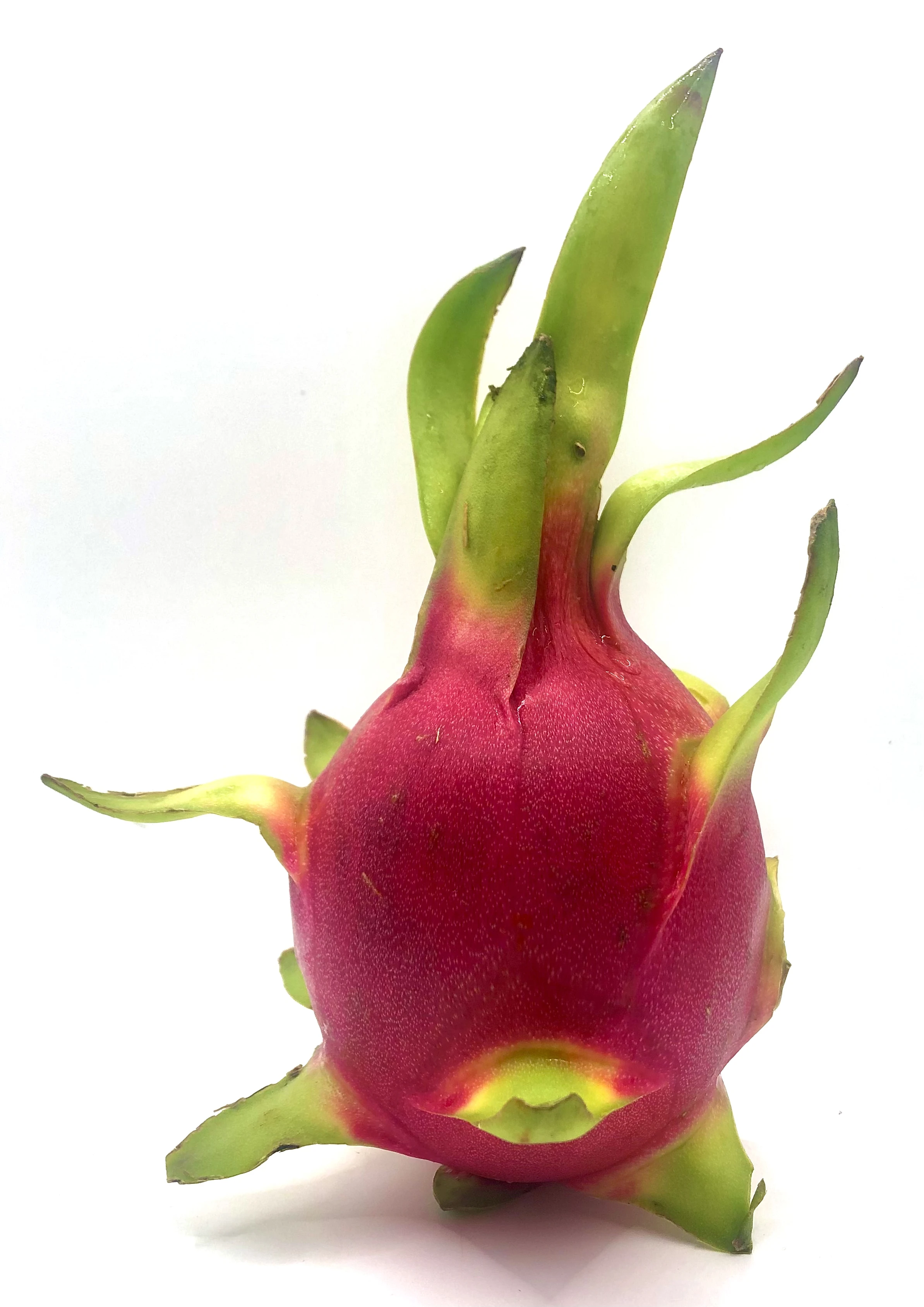 Fresh Dragon Fruit from High Quality and Competitive Price Thailand product