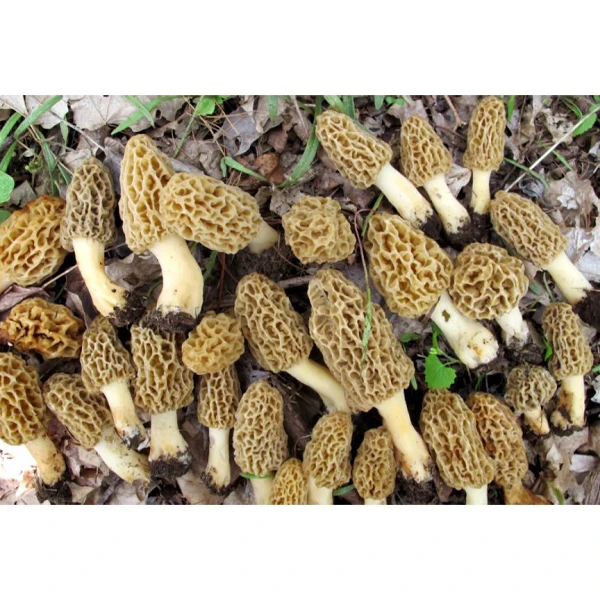 Low Price Wholesale Premium Quality Long Lasting Fresh Morel Mushrooms - Made in Turkey