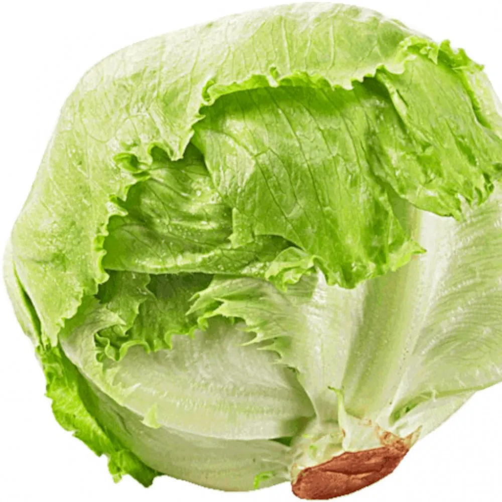100% Natural Egyptian Fresh Green Sweet Iceburg Lettuce for export
