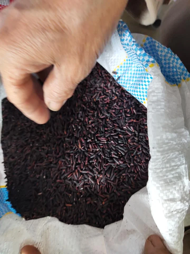  Оптовый продавец Фиолетовый рис из Вьетнама контактное лицо Нины 84 904 723863