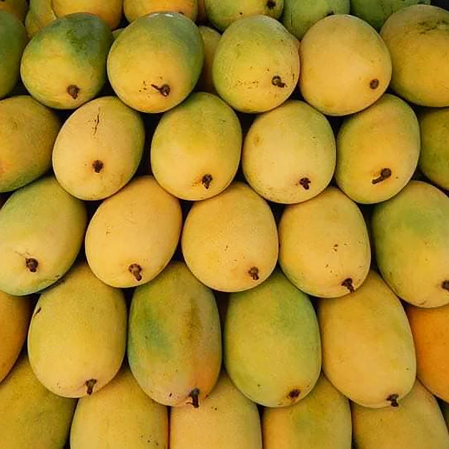 Famous CAT CHU Mango from Vietnam with Export quality / Guaranteed Sweet and Fresh (Ho Chi Minh Port)