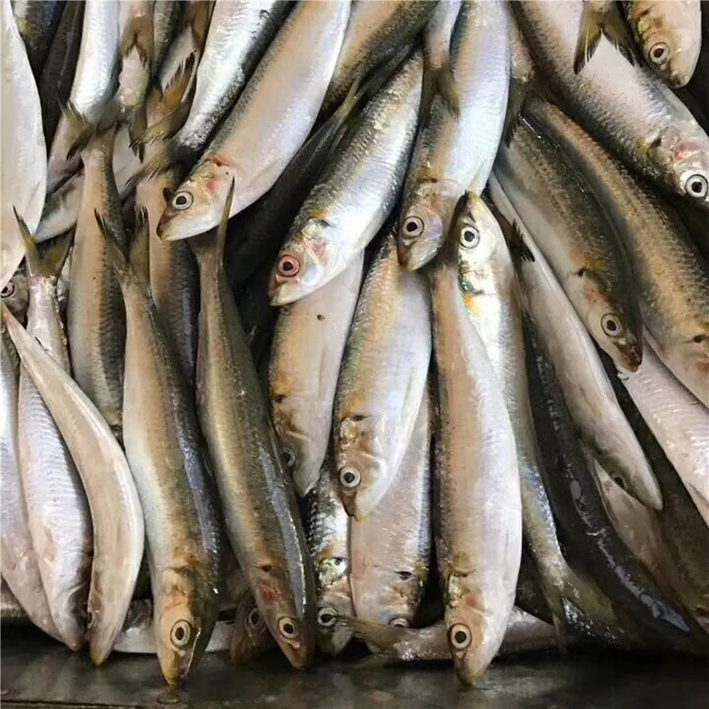Frozen/fresh Sardine Fish for sale