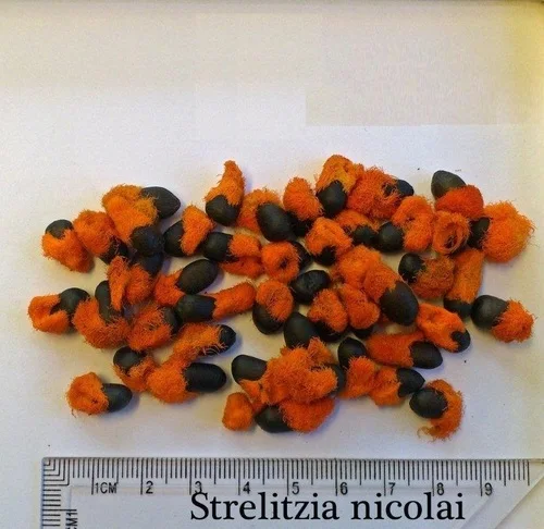 Strelitzia reginae7.jpg