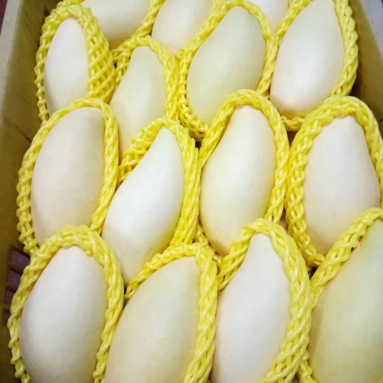 mango nam dokmai fresh Grade AA quality from thailand