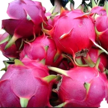 
The Top Cheap Price For White Dragon Fruit Shipping From Turkey Have Light Sweeten Taste 