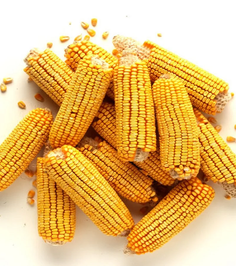 Hot Sales Yellow Corn/ Maize for Animal Feed / YELLOW CORN for POULTRY FEED