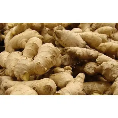 Ginger for Export / Fast delivery and Quick response