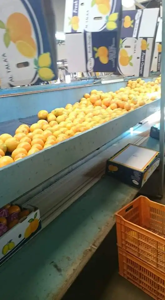 A1 Duper Orange 2021