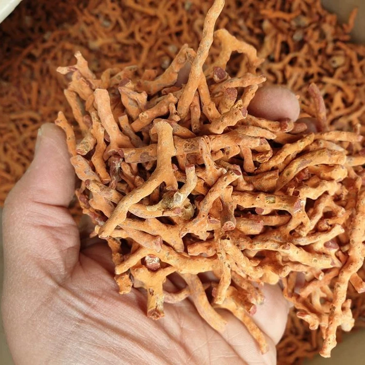 
RED ITALIAN BRANCHES Size 2 to 3 MM Jewelry Production ROUGH Natural Branch Shape Natural CORAL Material GEM Cutting AA Grade 