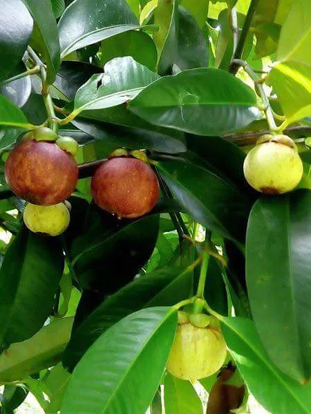 Экстракт мангостина для ожирения гонореи и менструальных заболеваний от Extroil Naturals