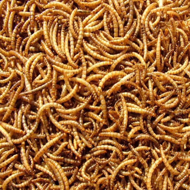  Материал для аквакультуры сушеный белок насекомых Mealworm оптовая продажа Сушеные Желтые еда домашних животных корм птиц хомяка