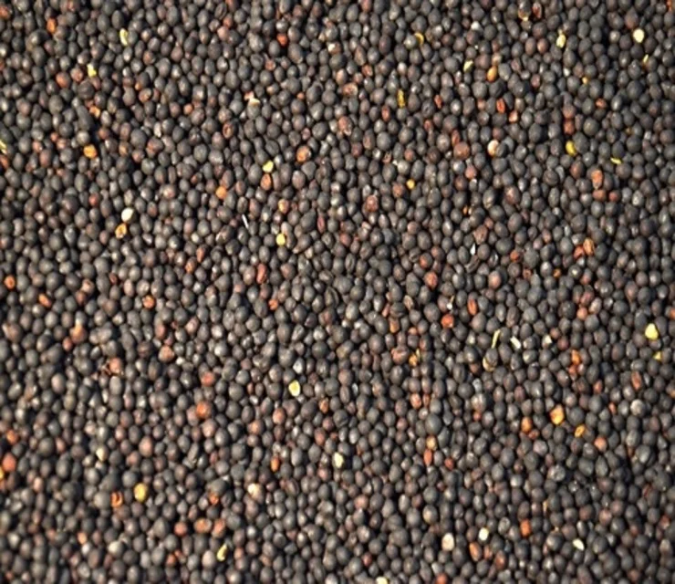 
Canola Seeds and Rape Seeds 