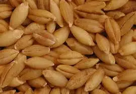 
Top Class Barley Seeds/Animal feed barley/bulk barley grains for sale 