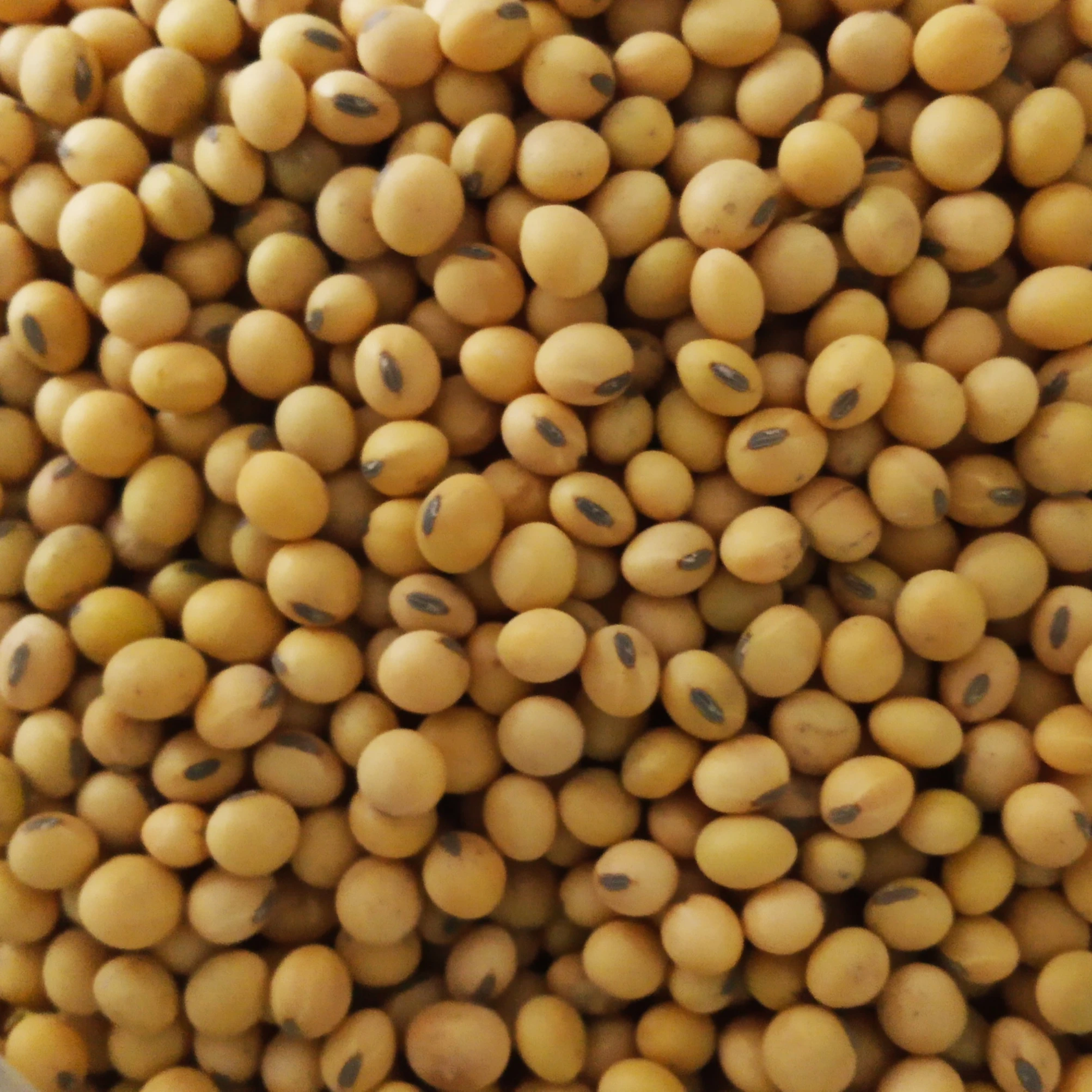 Excellent NON GMO Soybean from Argentina