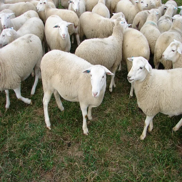 
Purebred Replacement Ewe Lambs - Katahdin Available in Stock 
