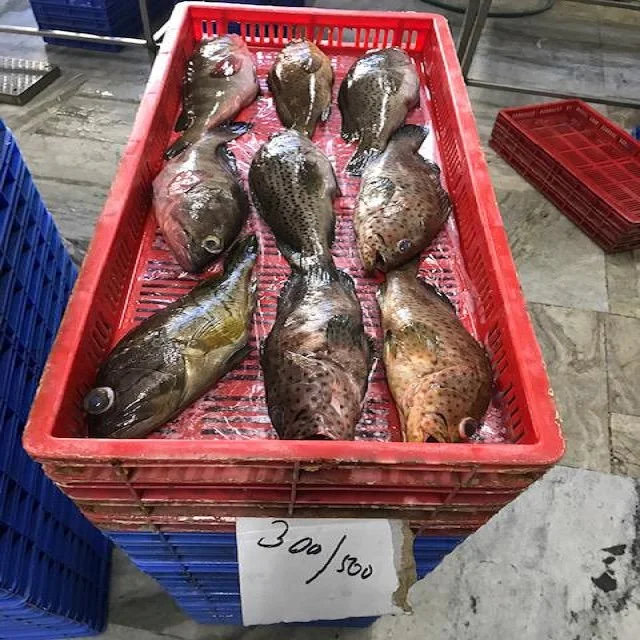 Top quality Reefcod from