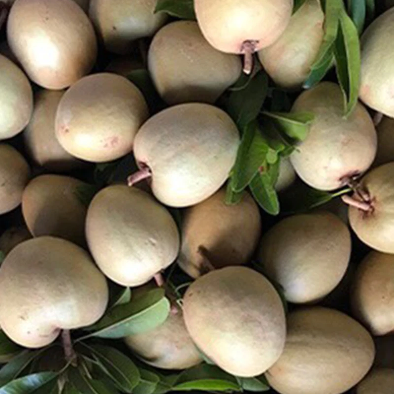  Хорошие органические фрукты Sapodilla/Sapota высококачественные оптовые продукты оптом Органические свежие саподилья готовые к отправке