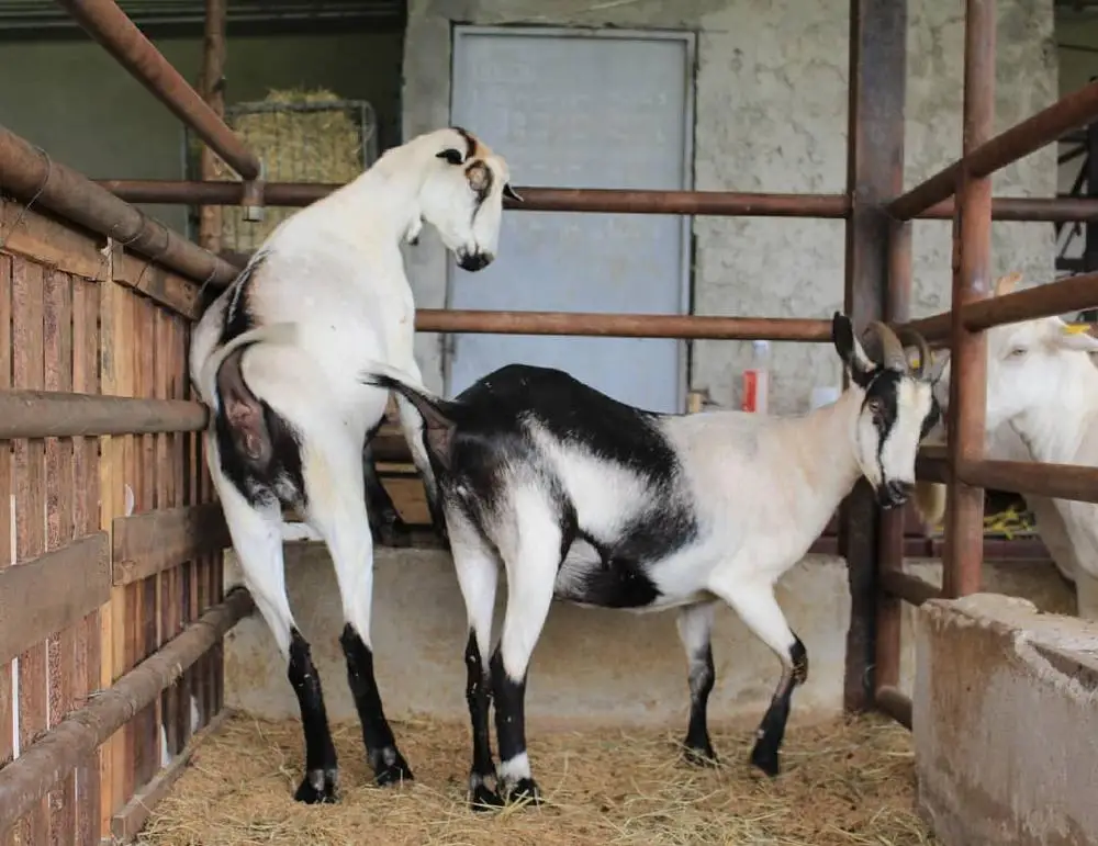Live Pure Breed Boer Goat Pregnant Boer Goats For Sale available at good prices