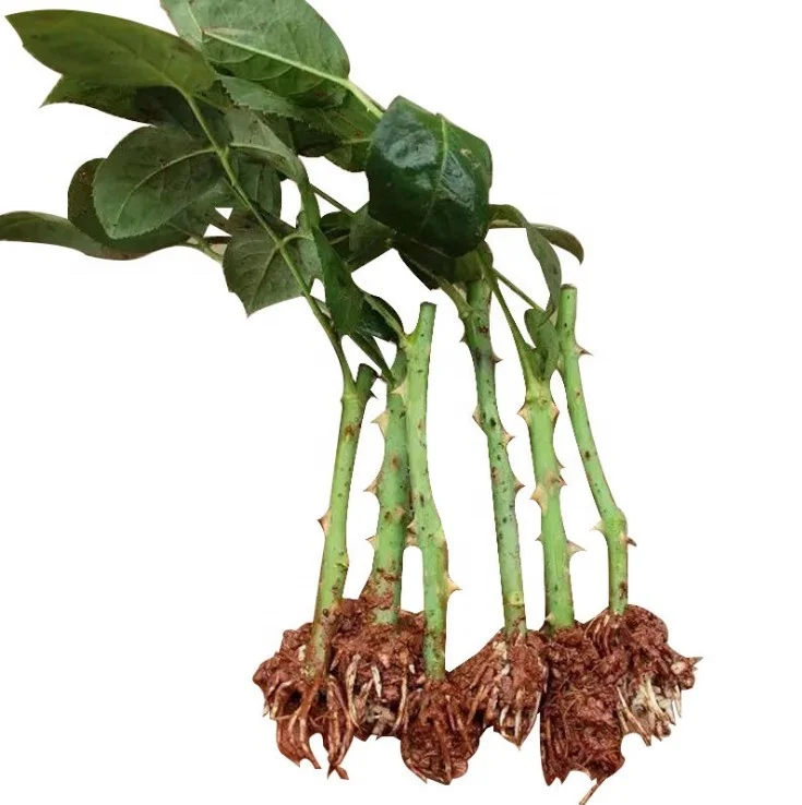 
Wholesale high quality real plants Rose seedling of indoor bonsai Supplier 