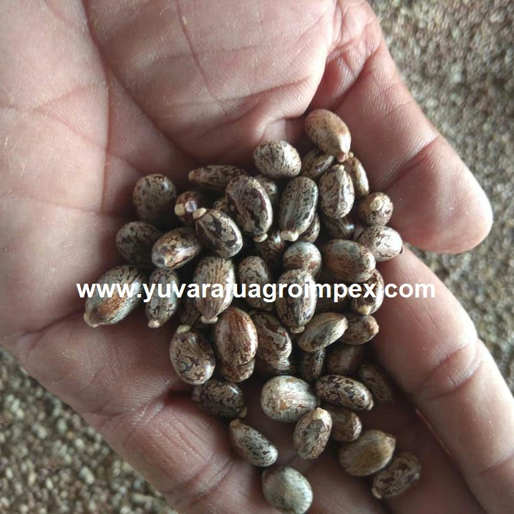 Семена касторов