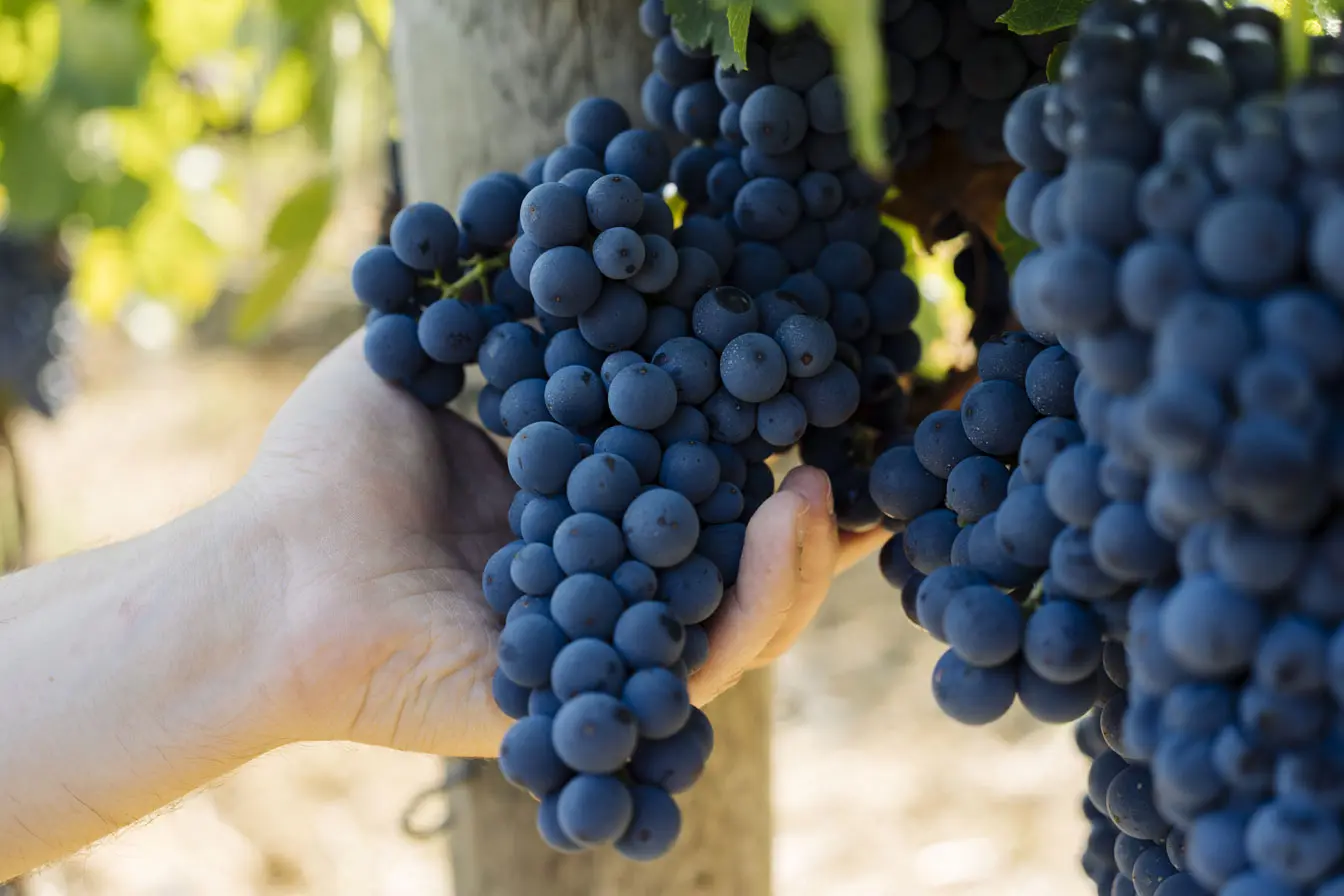 Top Quality CAPRANERA FIANO  2021 0.75L alcohol 12% white table wine for sell