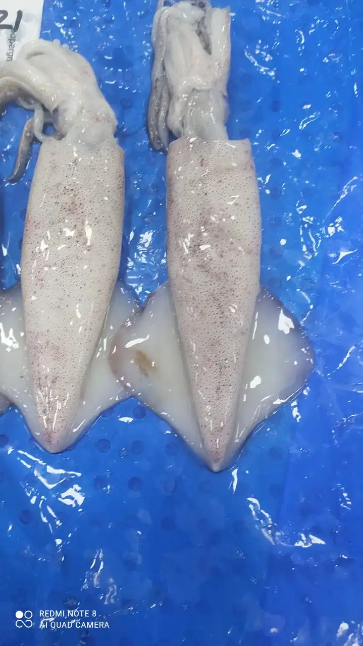 Высшее качество замороженный лолиго кальмар цельный круглый блок из Индии размер U/3 3/6 6/10