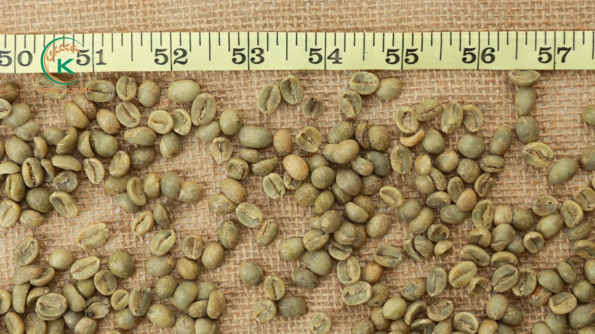 Горячая продажа Высший сорт Вьетнам S16-18 экран кофе в зернах арабика Лучшая цена Сделано Китае