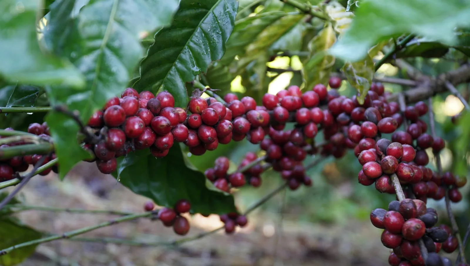 New Season 2021 Robusta - Dry, Ripe Fruit Rate 90-93%/ Robusta Coffee Beans S16 Cheap Price from Vietnam a Grade Bag Packaging