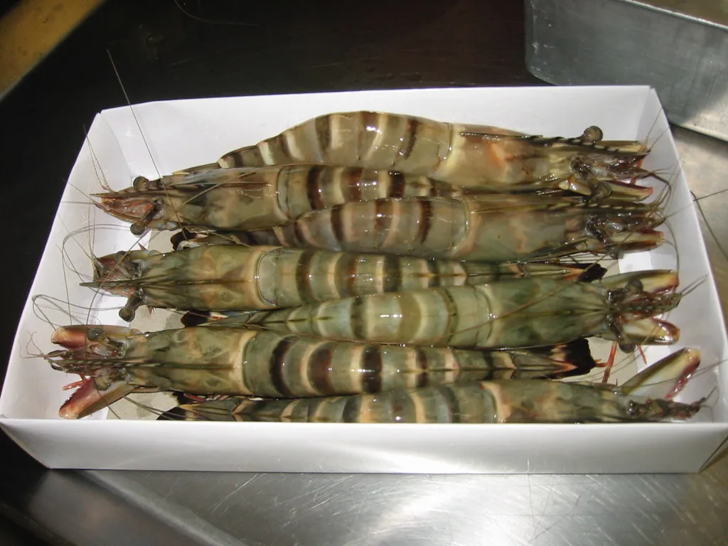 Замороженные Черные Тигровые Креветки HOSO европейского стандарта оптовая продажа экспорт из Вьетнама/Замороженные гигантские тигровые креветки на голове