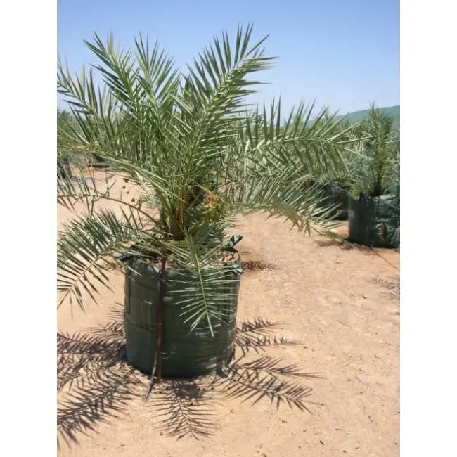 Hot Selling Direct Manufacturer Bulk Quantity Supplier Tissue Culture Date Seedlings Tree Plant