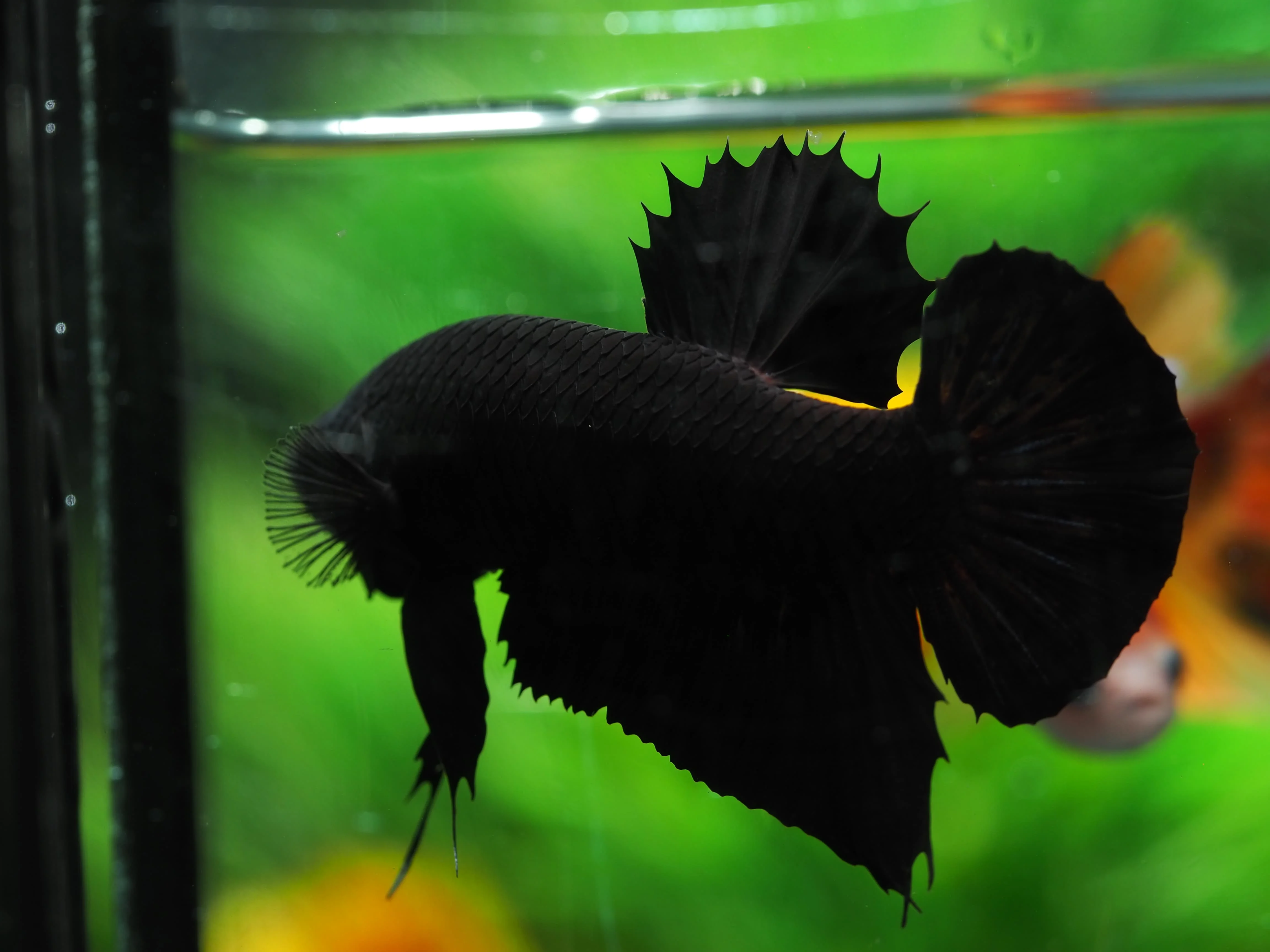 
SUPER BLACK HMPK BETTA - Multicolor Thailand Betta Fish Premium Quality Plakat Siamese Fighting Fish Ornamental Aquariums 