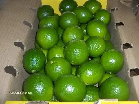 BEST PRICE FRESH LIME / LEMON SEEDNESS  SALES / FROM VIETNAM / AMBER