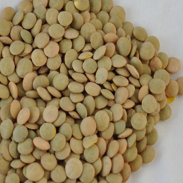 wholesale high quality green lentils