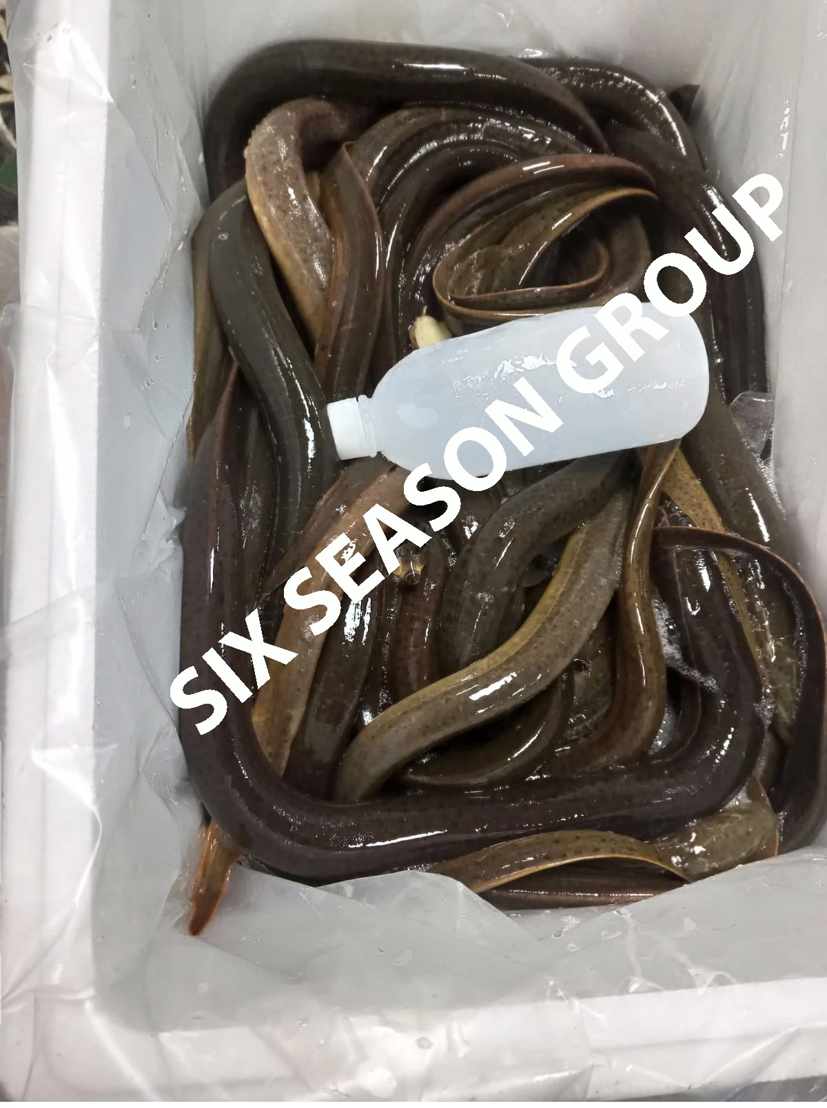 Factory Price High Quality Fresh Eel Fish Long Fin Live Eel Fish Sweet Water Asian Swamp conger Eel Fish From Bangladesh