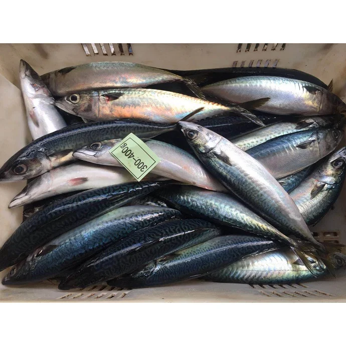 Seafood Supplier High Quality Frozen Seafood Herring Fish