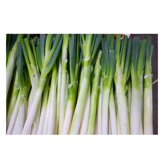 
Wholesale Best Price Supplier of Fresh Vegetables Scallions with Fast Delivery 