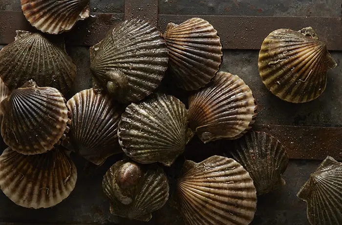 Best Dried and Frozen Scallop Different Sizes for Your Choice for Sale