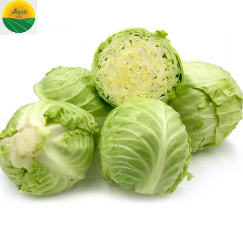 FRESH ROUND CABBAGES / VIETNAM CABBAGES/0084976115910