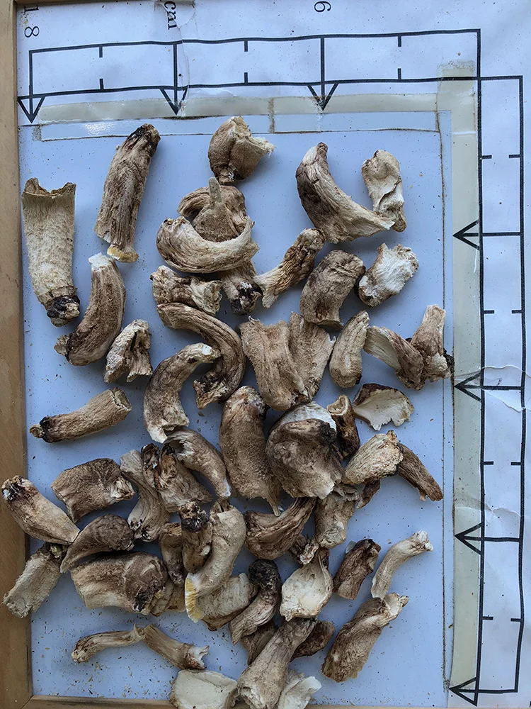 
2 year Japan Raw Cultivated slice shiitake dried mushroom stem 