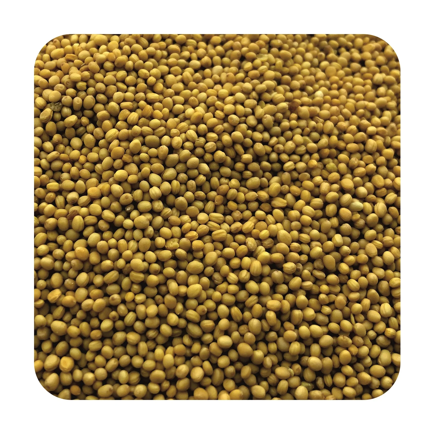 
Organic yellow mustard seeds in bulk, wholesale price 