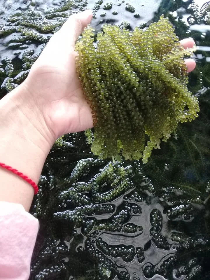 Export Bulk Sea Grapes/ 100% Natural Sea Grapes  +84 929 397 651